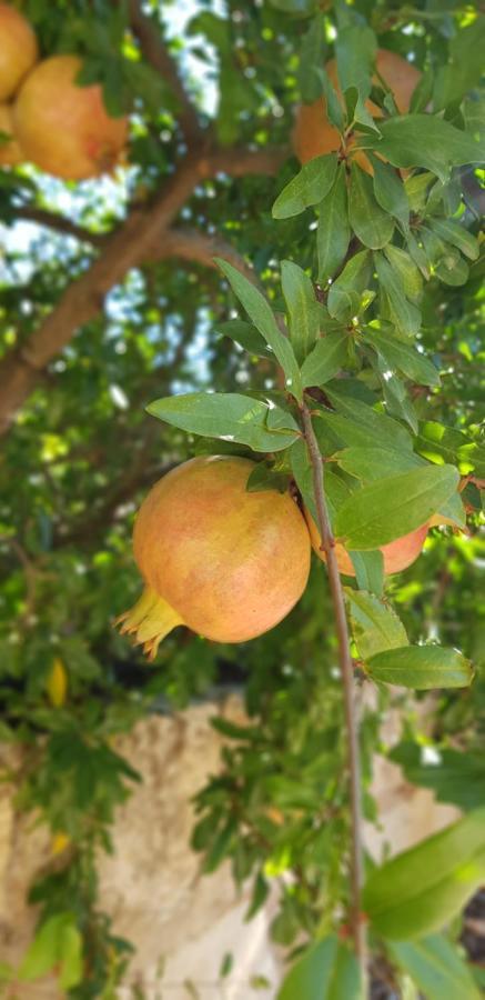 Finca Sa Cova De Mallorca Сенсельєс Екстер'єр фото