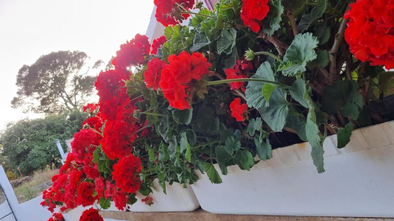 Finca Sa Cova De Mallorca Сенсельєс Екстер'єр фото