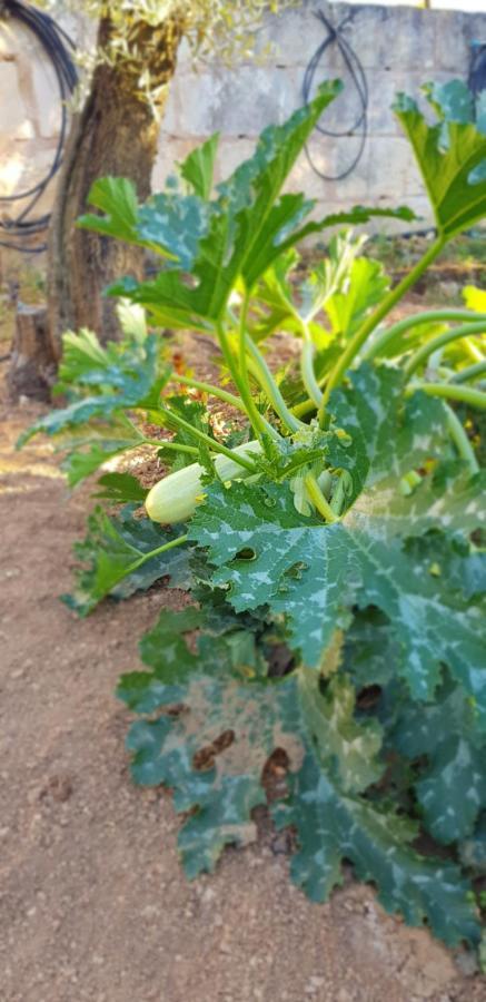 Finca Sa Cova De Mallorca Сенсельєс Екстер'єр фото
